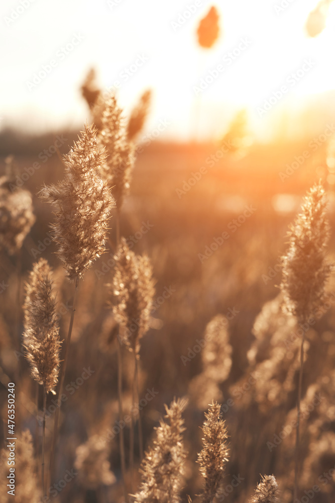 Dry reeds on lake against background of contoured sunlight, cane seeds. Golden reed grass in autumn. Natural background. Minimalistic, stylish, fashionable concept. Dry reeds on lake against background of contoured sunlight, cane seeds. Golden reed grass in autumn. Natural background. Minimalistic, stylish, fashionable concept.