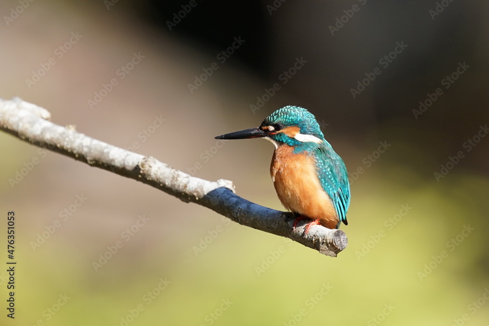 kingfisher in the pond kingfisher in the pond