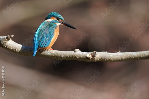 kingfisher in the pond