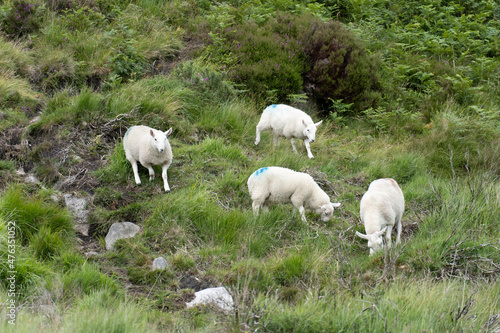 sheep and lambs