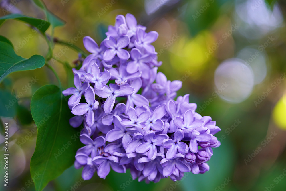Bright beautiful lilac flowers, close up on a sunny spring morning Bright beautiful lilac flowers, close up on a sunny spring morning