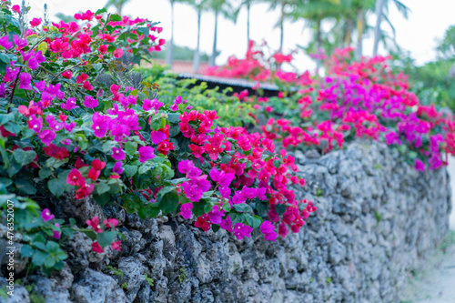 Wallpaper Mural 竹富島のブーケンビリア Torontodigital.ca