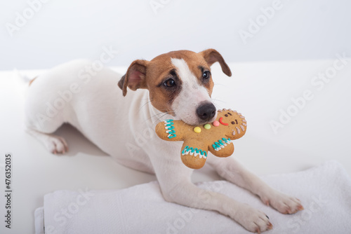 Jack russell terrier dog holds a christmas cookie in his mouth