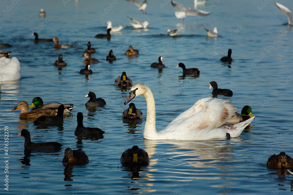 Fototapeta premium Seagulls swans ducks sea beach. A large group of birds flew away to winter in warm seas. The moment the movement takes off. Various marine fauna feed in shallow water. Portraits of migratory birds