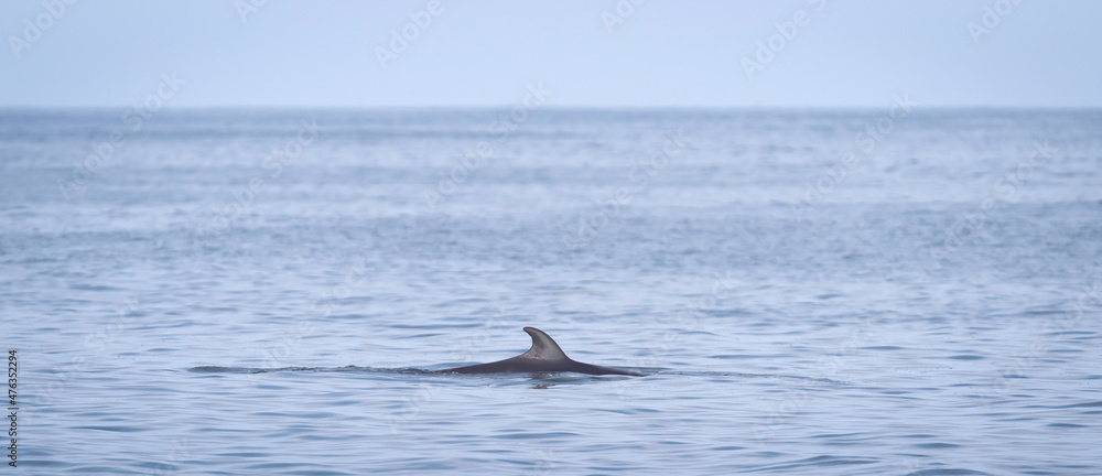 Fototapeta premium Minke Whale in the Atlantic ocean, near Iceland