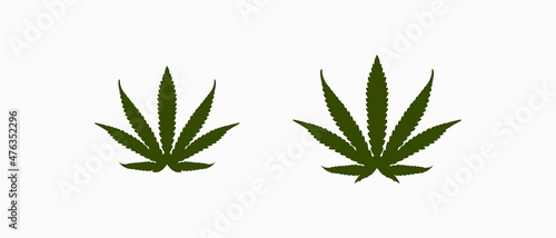 Green cannabis leaves isolated on white background. Growing medical marijuana.