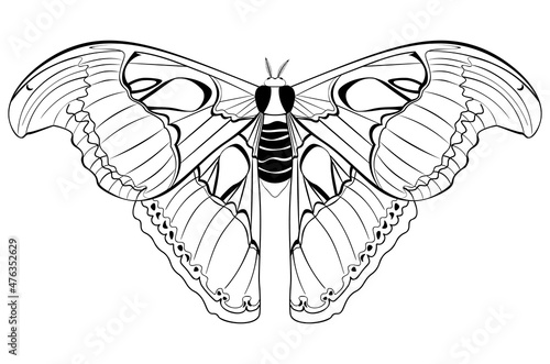 Attacus atlas line art