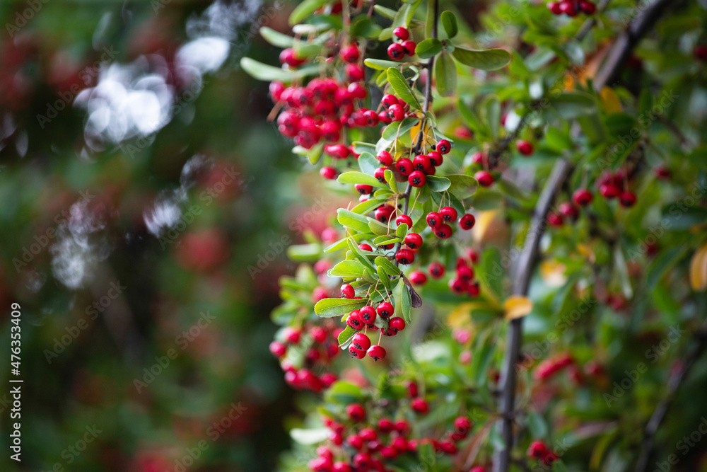 Close-up on red berries on bush