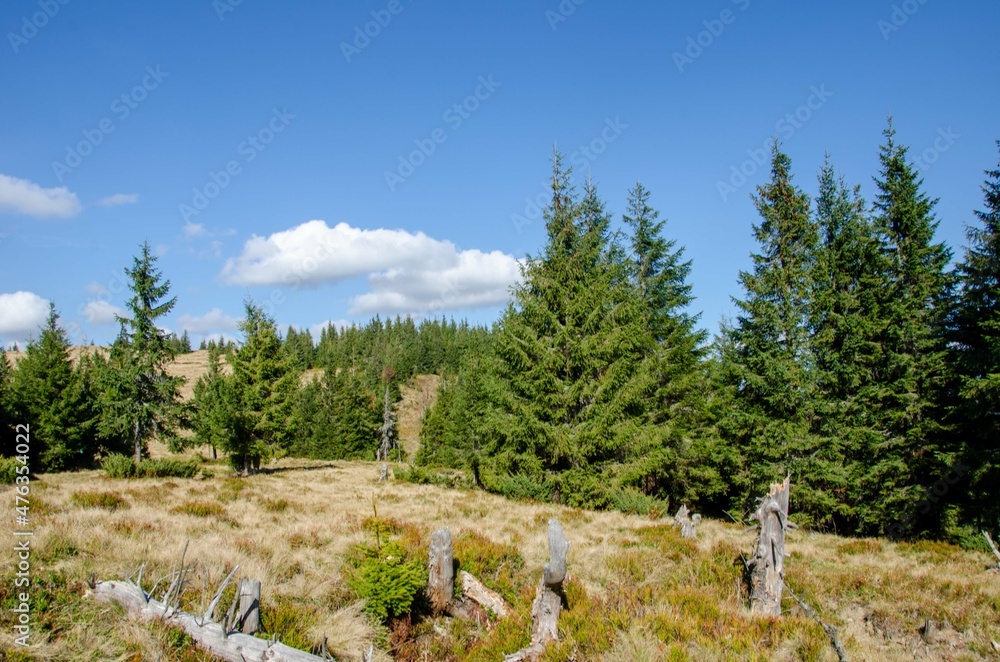 Obraz premium forest in the mountains