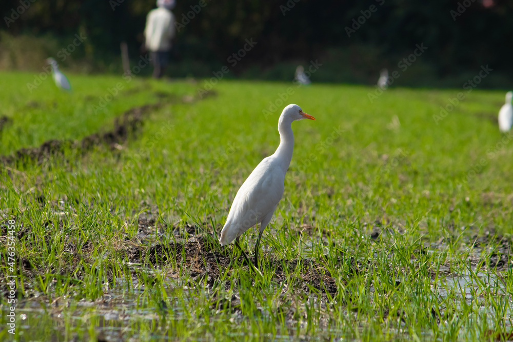 Fototapeta premium great heron