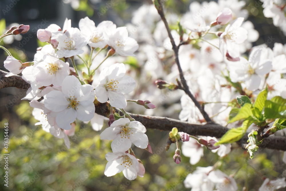桜 桜