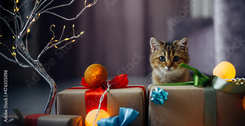 Curious kitten of British chinchilla next to New Year's gifts in home interior. Funny red cat sitting with Christmas decorations on the floor, close up. Christmas card with copy space.