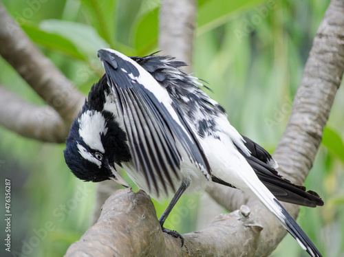 Single Magpie-lark bird cleaning itself on a branch of the tree at a forest in Australia. photo