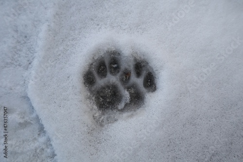 Footprint cat on the snow (front foot). Cats usually walk over their tracks to reduce contact with the snow as much as possible. Animals footprints on the earth. animal track. kitten foot prints. walk