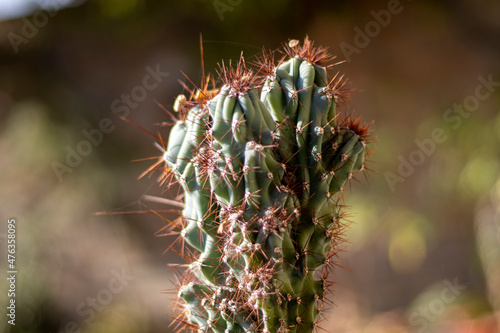 Cereus peruvianus Monstrosus cactus plant with blurred background or cactus with spiderweb photo