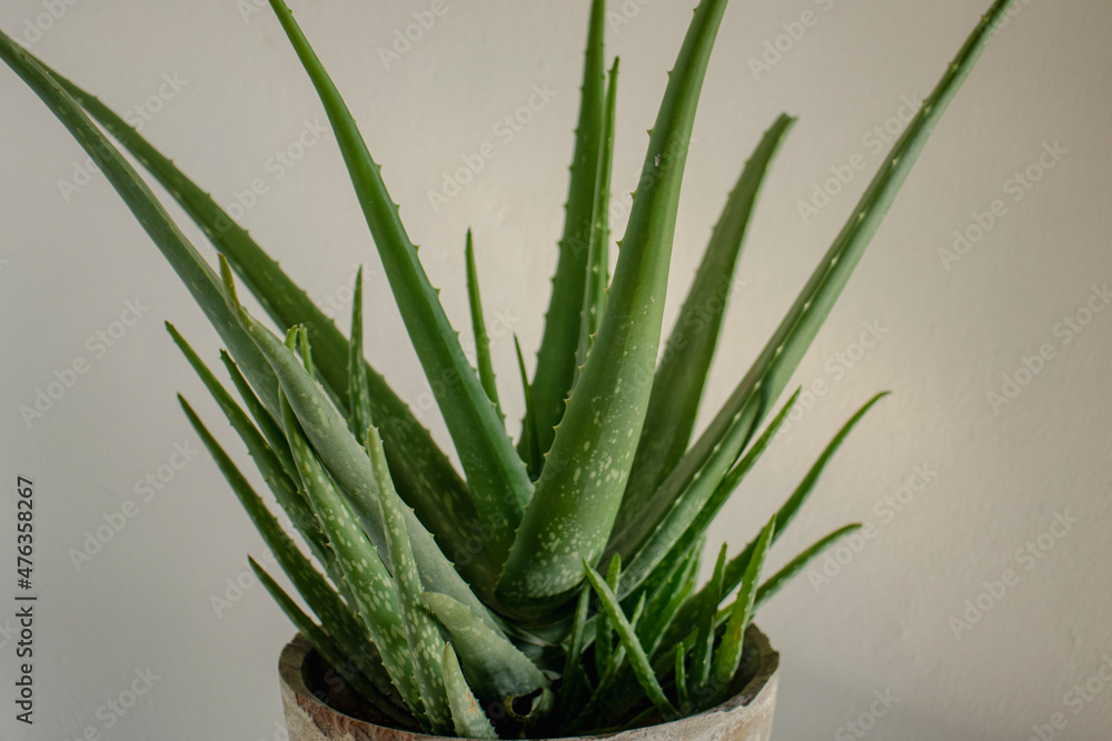 Aloe Vera succulent plant with copy space and isolated background Aloe Vera succulent plant with copy space and isolated background