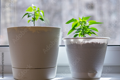 small plants (peppers) in pots on the windowsill