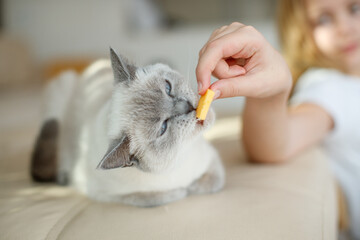 Feed your dog and cat. High quality photo