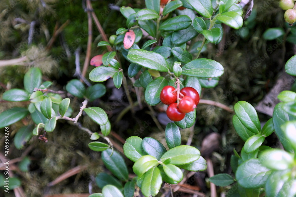 Ripening lingonberry bush in the forest. Close-up, blurred background