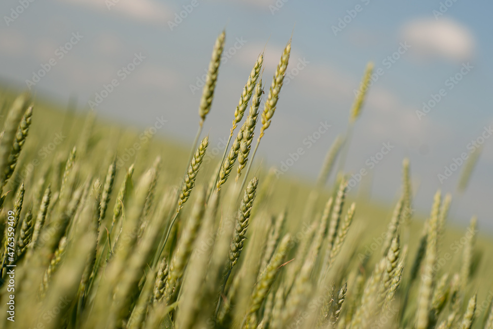wheat stalks with a blurred background against a blue sky at an unusual angle wheat stalks with a blurred background against a blue sky at an unusual angle