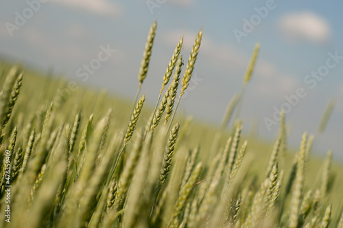 wheat stalks with a blurred background against a blue sky at an unusual angle