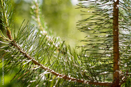 pine branch close up
