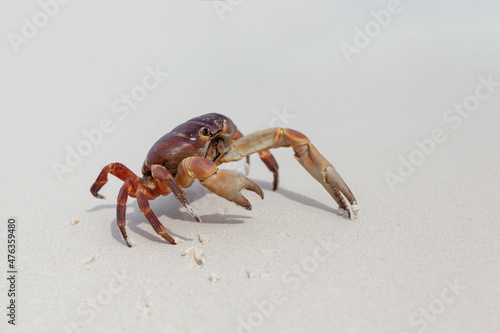 Hairy leg mountain crab