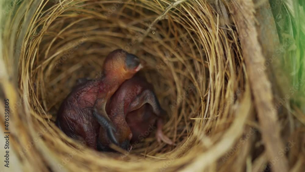 close up baby bird resting in a nest on a tree branch close up baby bird resting in a nest on a tree branch