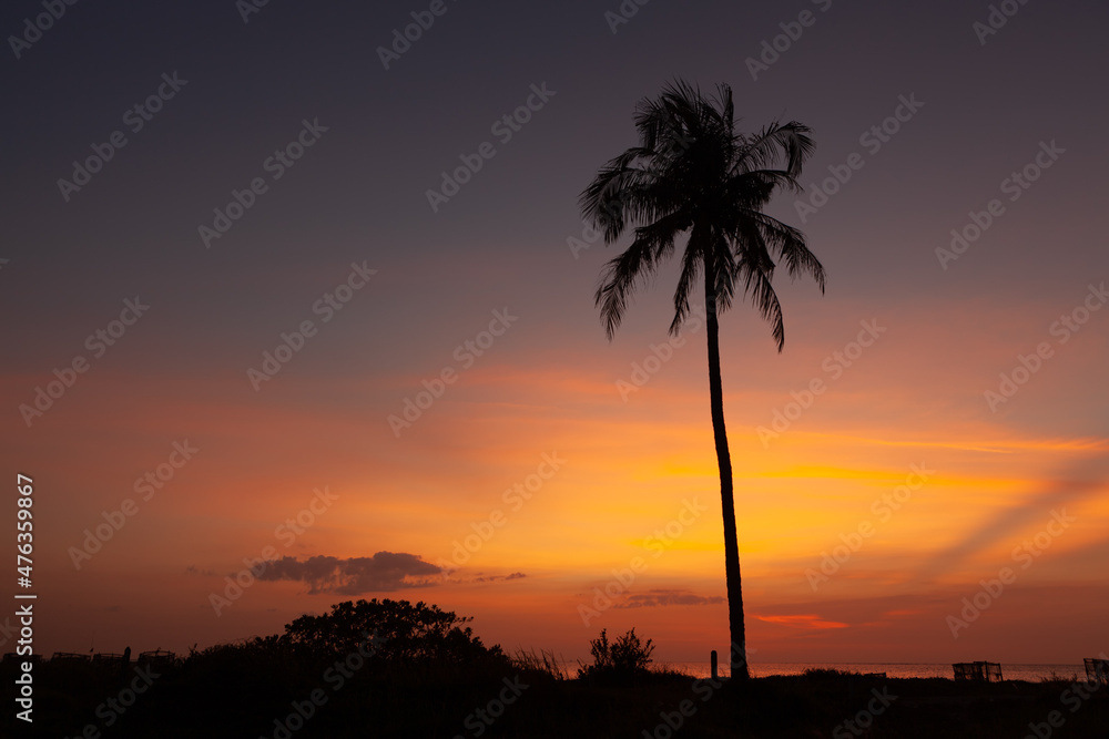 .Silhouette coconut palm tree with the colorful sky
