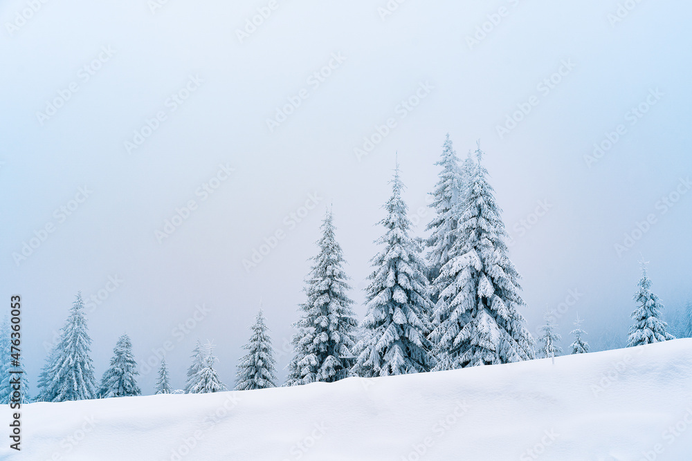 snow covered pine trees on mountain in a misty winter day snow covered pine trees on mountain in a misty winter day