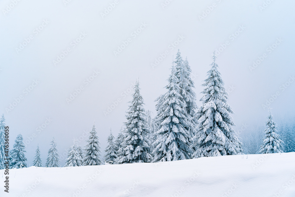 snow covered pine trees on mountain in a foggy winter day