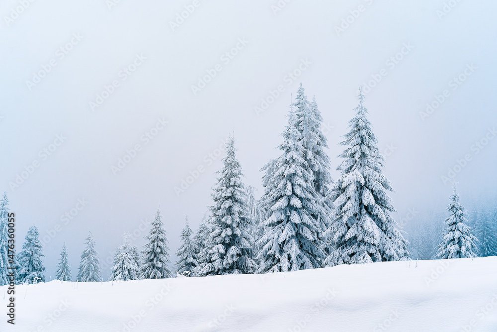 snow covered pine trees on mountain in a foggy winter day snow covered pine trees on mountain in a foggy winter day