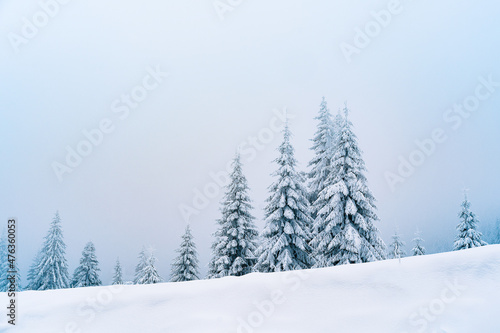 snow covered pine trees on mountain in a misty winter day © adrianad
