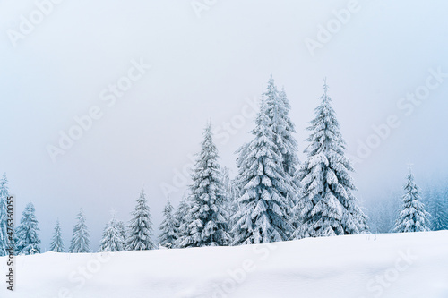 snow covered pine trees on mountain in a foggy winter day