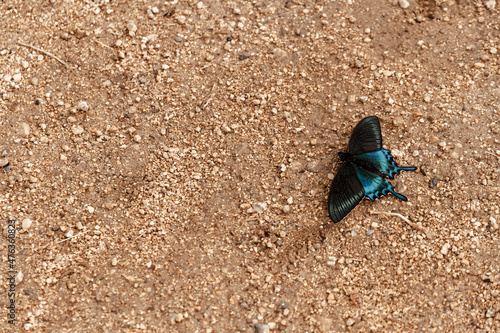 Black with blue butterfly having rest on the sand. Copy space. photo