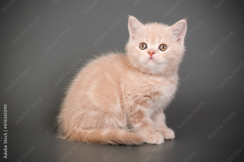 Scottish straight shorthair cat on colored backgrounds