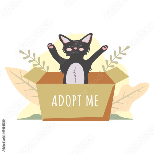 Cute cat in the box. Homeless animal is looking for a host. Animal shelter.