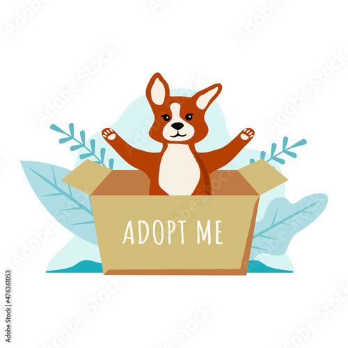 Cute dog in the box. Homeless animal is looking for a host. Animal shelter.