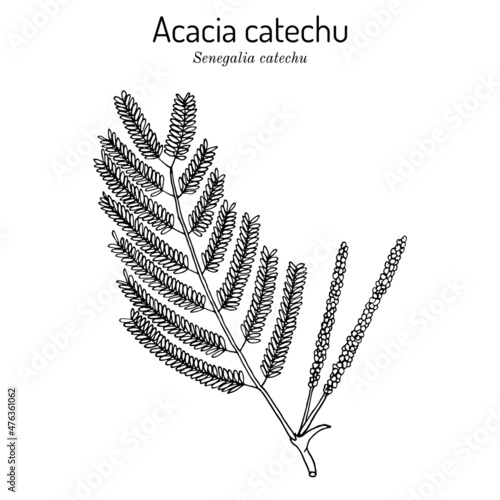 Acacia catechu Senegalia catechu , medicinal plant.