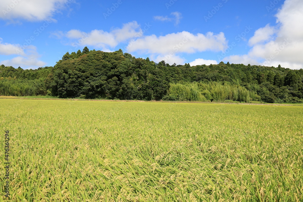 Fototapeta premium 田舎の景色