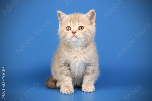 Scottish straight shorthair cat on colored backgrounds