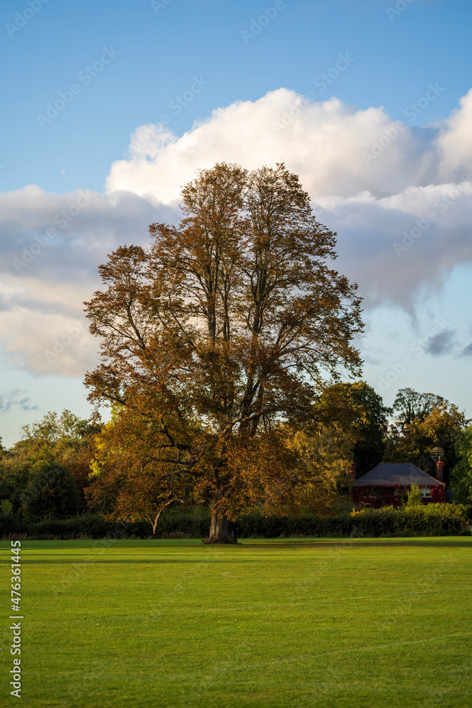 trees in the park trees in the park