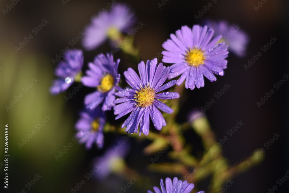 Fototapeta premium Blühende Aster novi-belgii 'Dauerblau' - Glattblatt-Aster