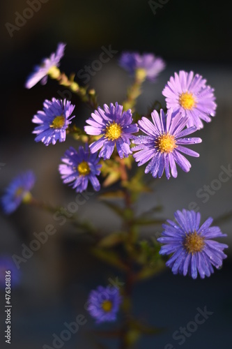 Blühende Aster novi-belgii 'Dauerblau' - Glattblatt-Aster
