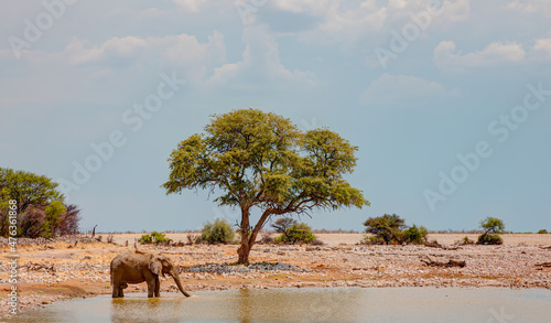 An Elephant visit a watering hole - Etosha National Park, Namibia