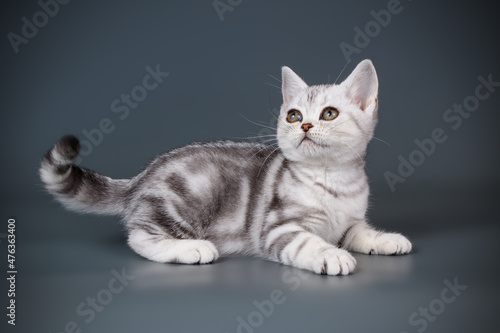 American shorthair cat on colored backgrounds © Aleksand Volchanskiy
