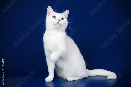 American shorthair cat on colored backgrounds