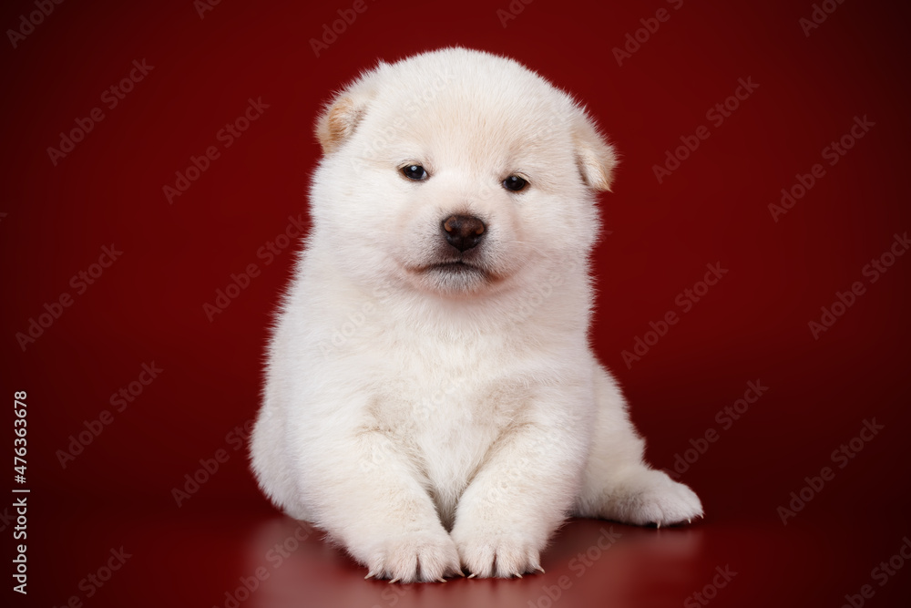 Shiba inu on colored backgrounds Shiba inu on colored backgrounds