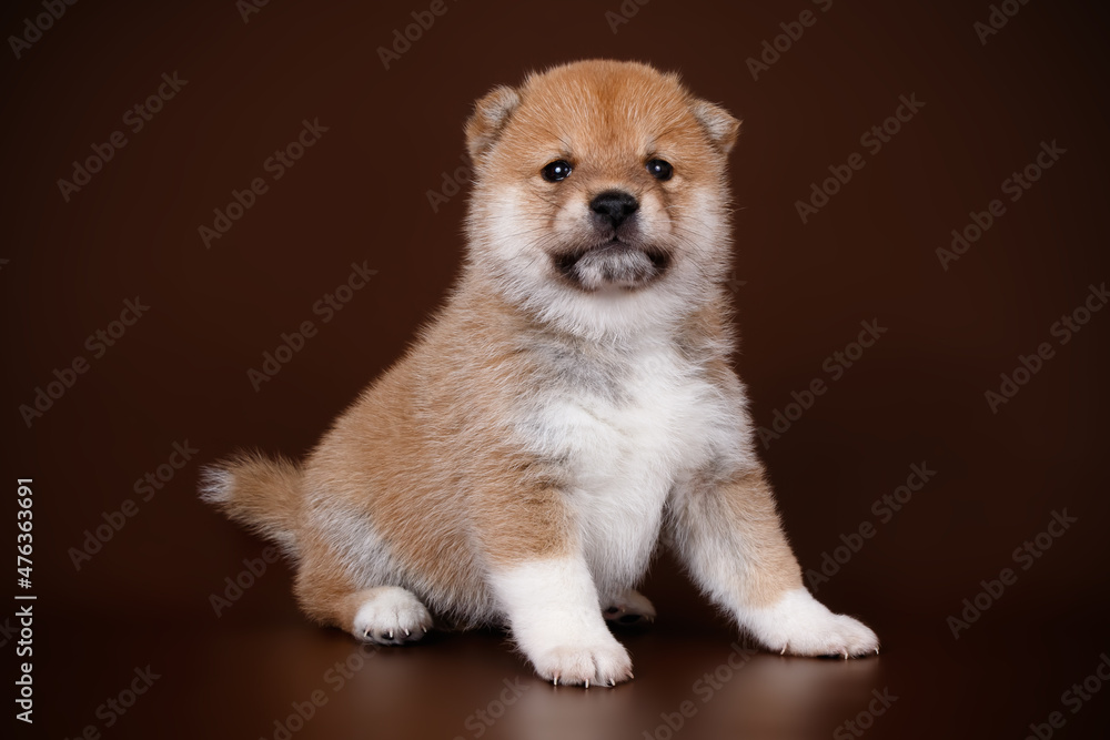 Shiba inu on colored backgrounds Shiba inu on colored backgrounds