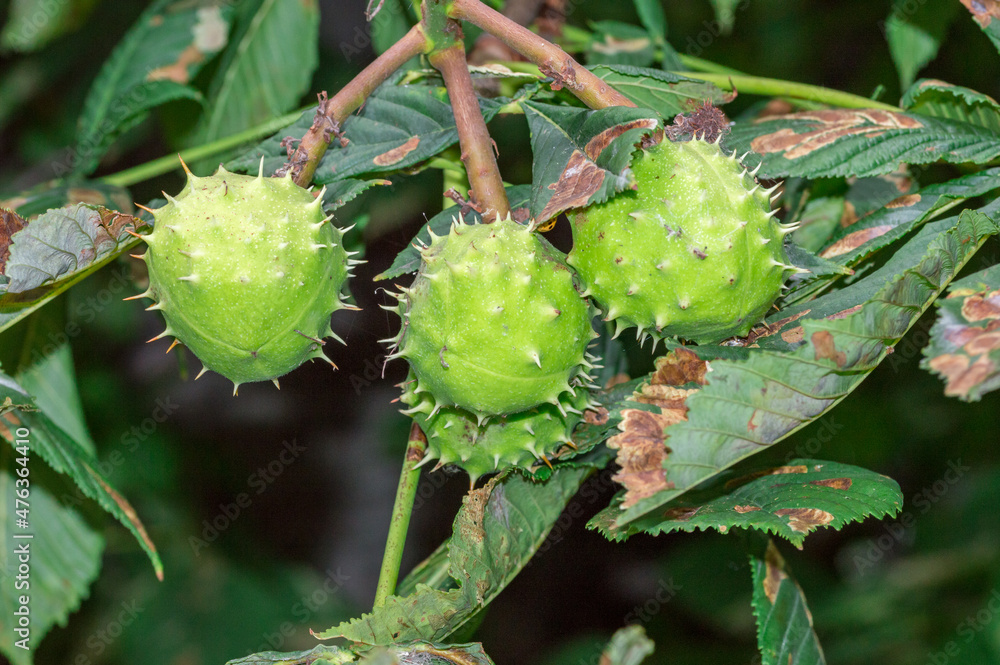 Horse chestnuts in green shells on the tree. Horse chestnuts in green shells on the tree.